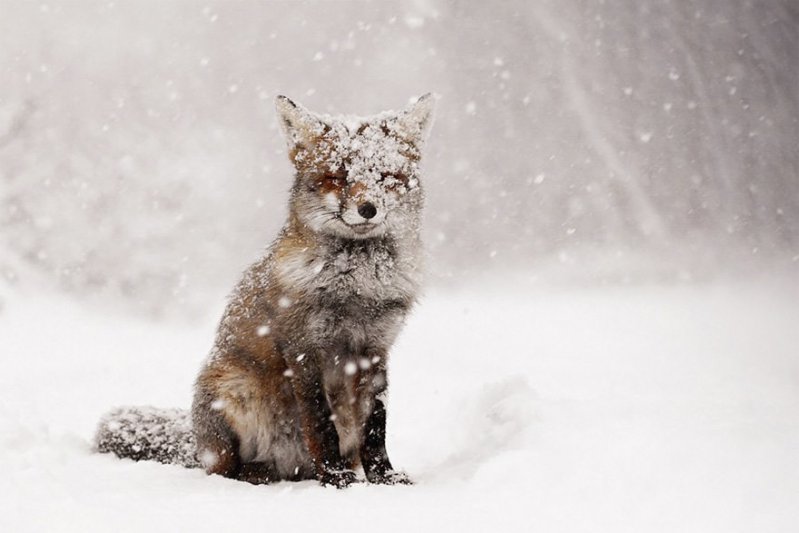 ¡Sonríe! Estos zorritos en la nieve derretirán hasta el más duro corazón ¡yo quiero uno! 