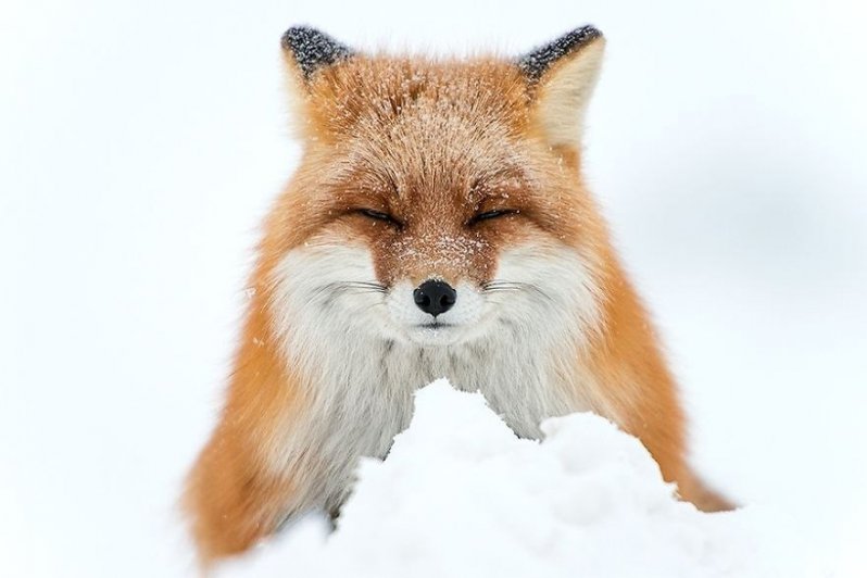 ¡Sonríe! Estos zorritos en la nieve derretirán hasta el más duro corazón ¡yo quiero uno! 