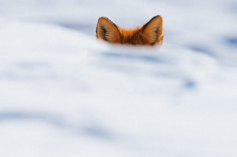 ¡Sonríe! Estos zorritos en la nieve derretirán hasta el más duro corazón ¡yo quiero uno! 