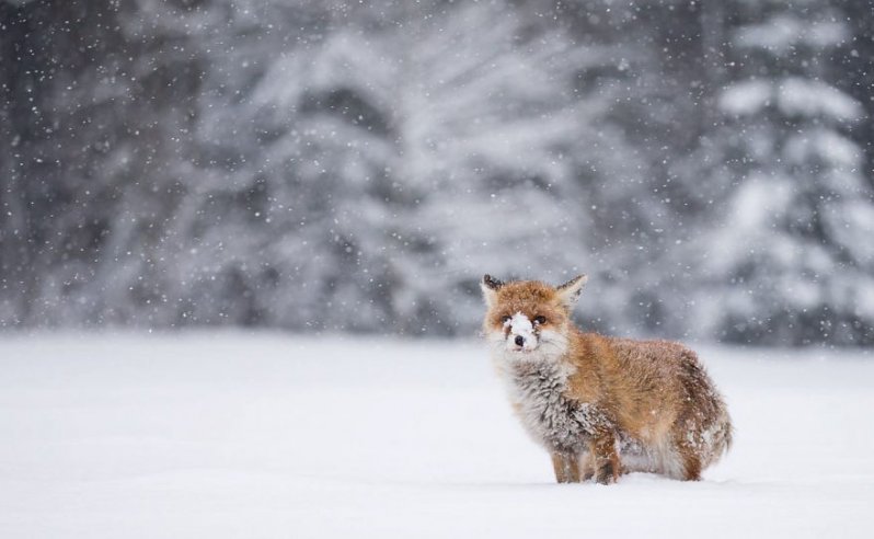 ¡Sonríe! Estos zorritos en la nieve derretirán hasta el más duro corazón ¡yo quiero uno! 