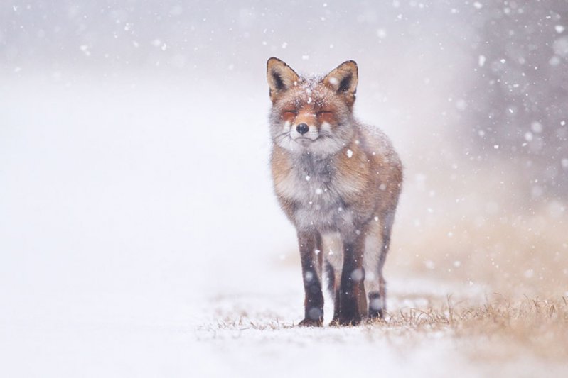 ¡Sonríe! Estos zorritos en la nieve derretirán hasta el más duro corazón ¡yo quiero uno! 