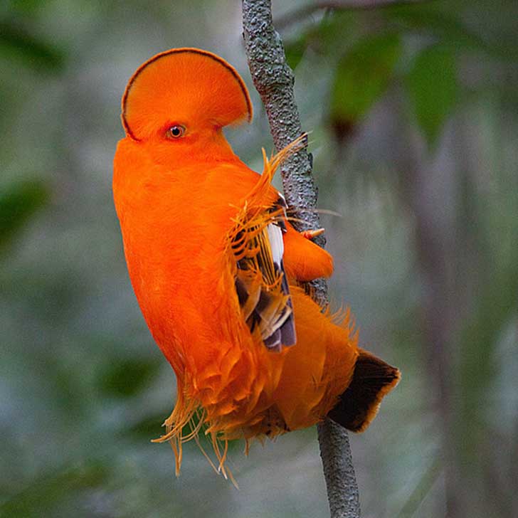 Los pájaros tan extraordinarias que te preguntarás cómo es posible que existan seres así en nuestro planeta. 