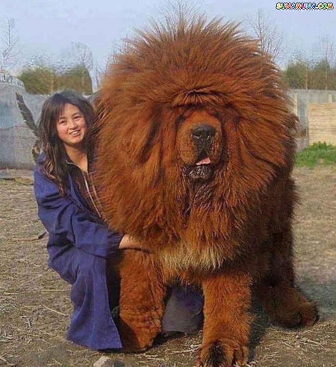 Los perros que no se han dado cuenta de lo grandes que son. 