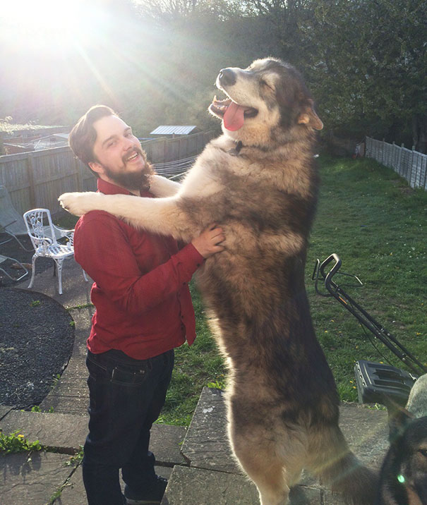 Los perros que no se han dado cuenta de lo grandes que son. 