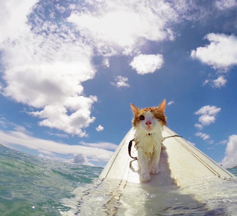 ¡Conoce a Kuli! El único gato tuerto que le encanta surfear y nadar en las olas de Hawái. 