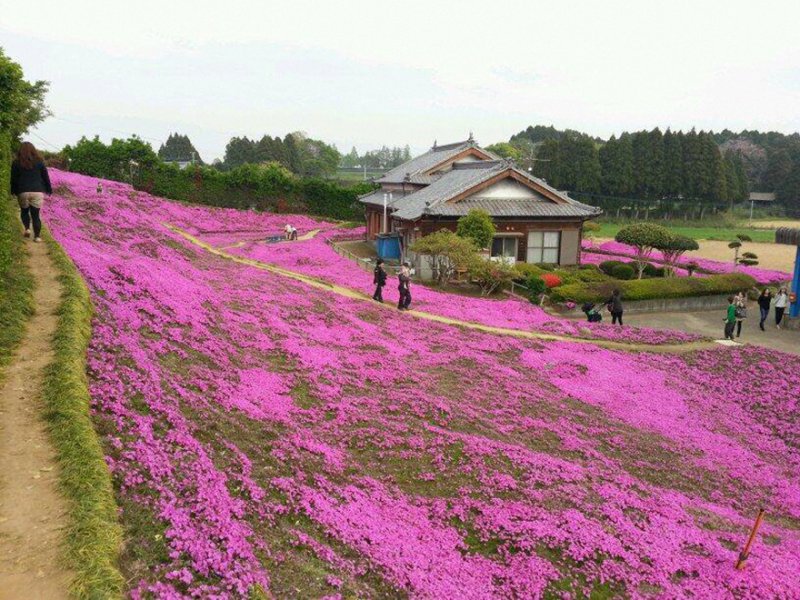 Este marido pasó 2 años plantando miles de flores para que su esposa ciega las oliera. 