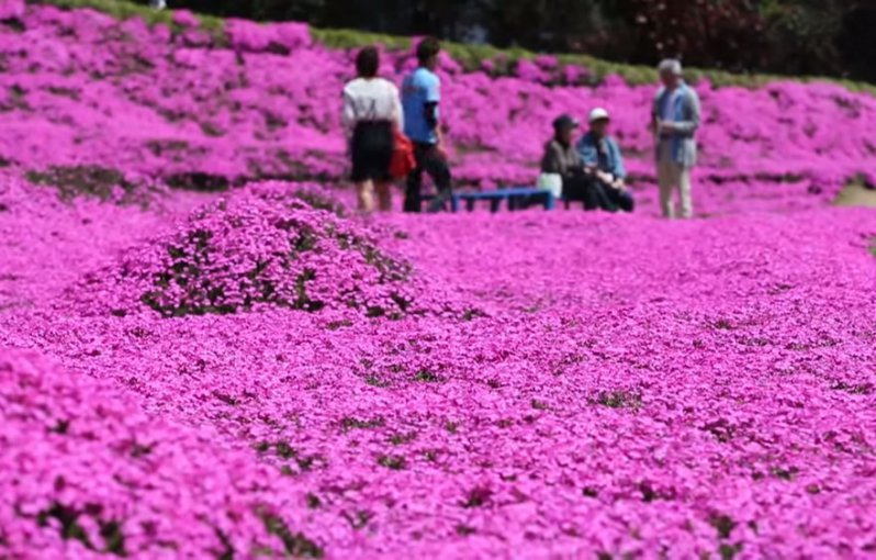 Este marido pasó 2 años plantando miles de flores para que su esposa ciega las oliera. 