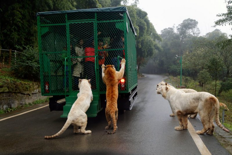 Gran idea de este Zoológico: En China ¡encierran en jaulas a los humanos y no a los animales! 