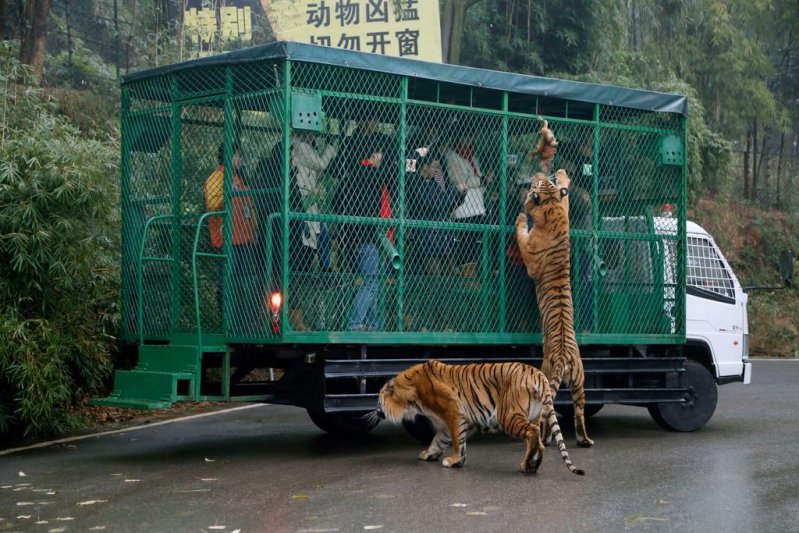 Gran idea de este Zoológico: En China ¡encierran en jaulas a los humanos y no a los animales! 