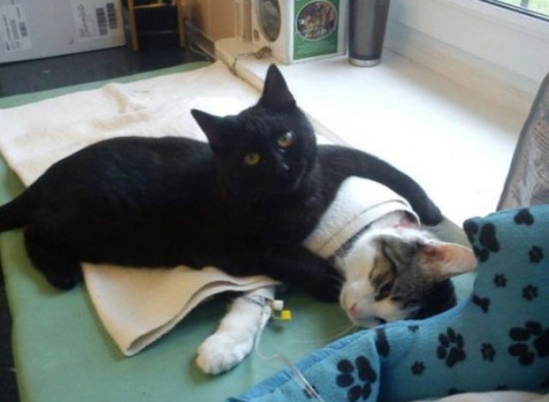 Este increíble gato enfermero de Polonia cuida de los otros animales del refugio  