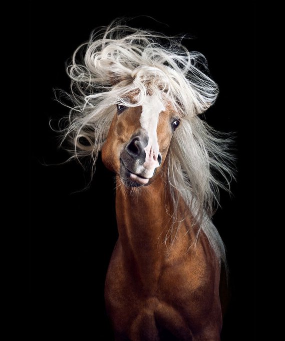 En lugar de trabajar en una oficina aburrida, seguí mi sueño y me convertí en fotógrafa de caballos  