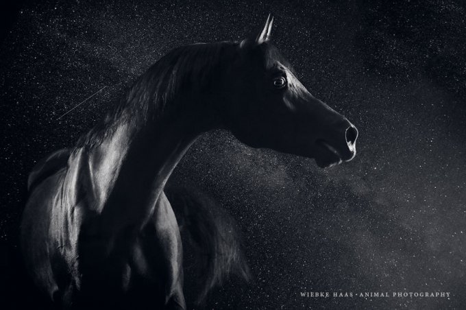 En lugar de trabajar en una oficina aburrida, seguí mi sueño y me convertí en fotógrafa de caballos  