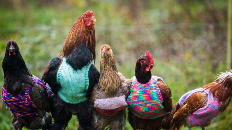 Dos mujeres tejen diminutos suéters para que estas gallinas sobrevivan al frío 