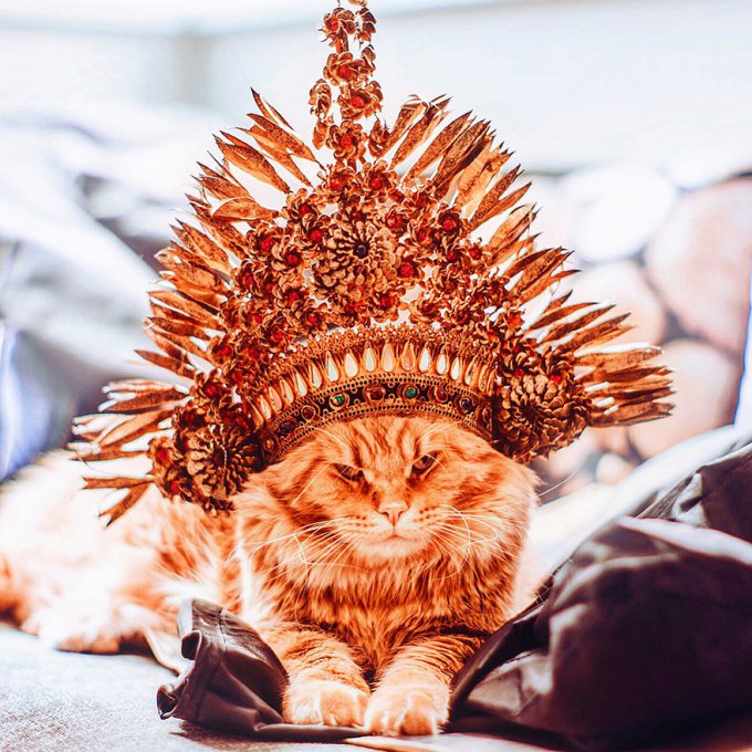 El gato Kotleta es tan majestuoso que tiene su propia fotógrafa humana  