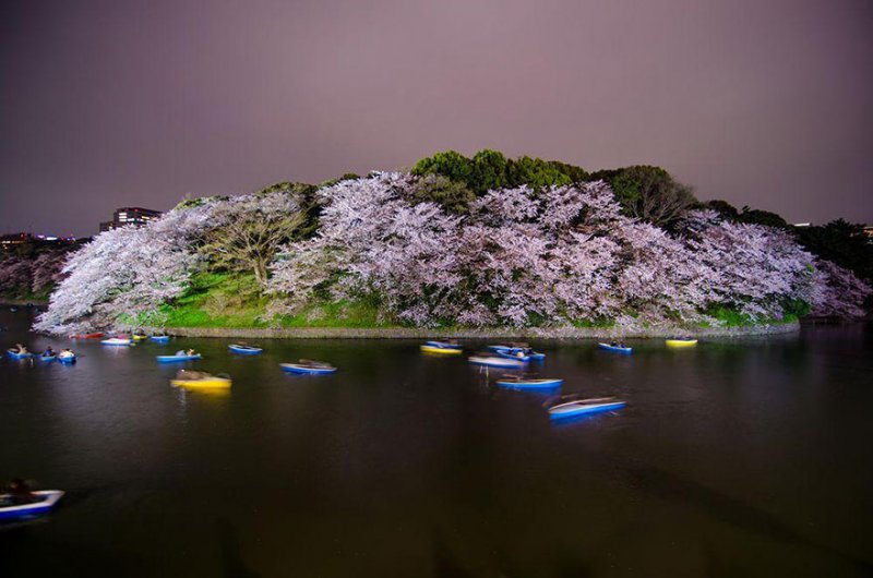 La magia de las flores de cerezo en Japón 