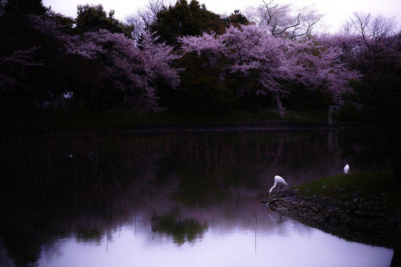 La magia de las flores de cerezo en Japón 
