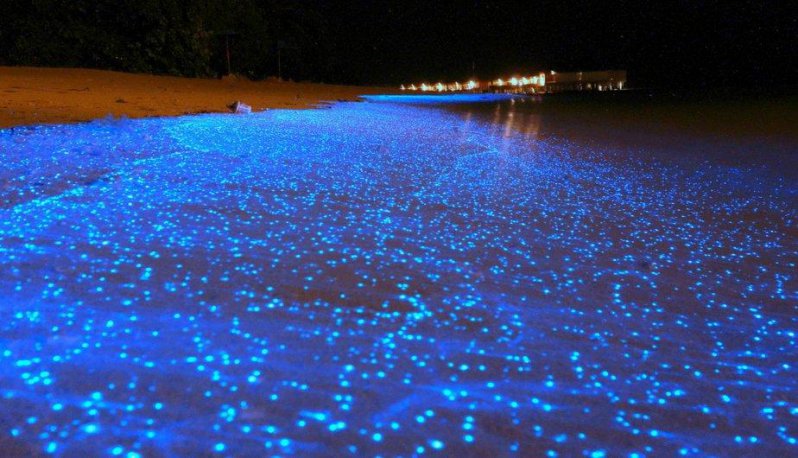 El impresionante mar de estrellas de las Islas Maldivas 