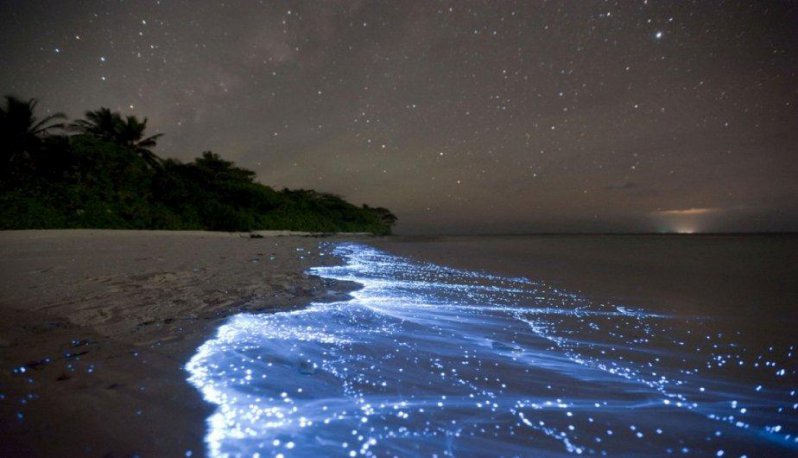 El impresionante mar de estrellas de las Islas Maldivas 