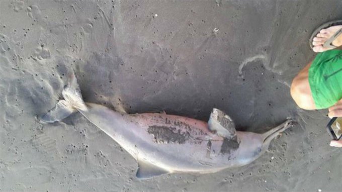 Turistas matan a pequeño delfín por tomarse selfies 