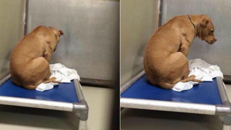 March, el perro que se deprimió por no ser adoptado y solo miraba la pared 