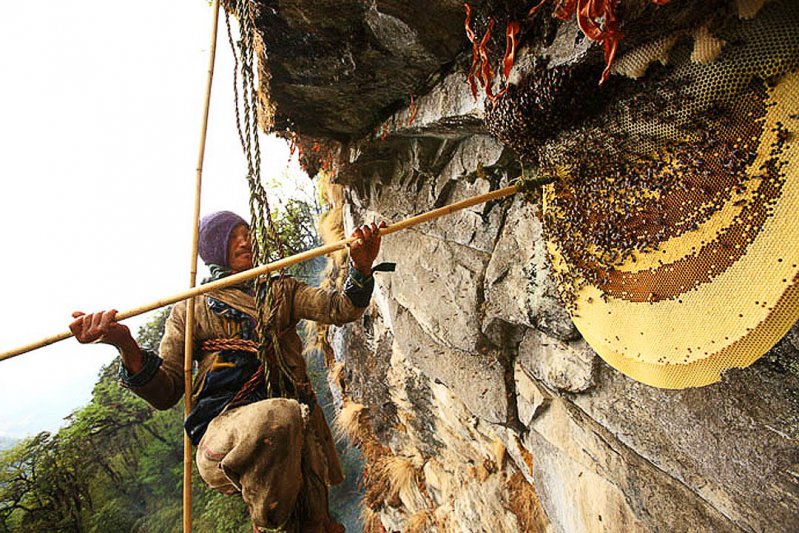 Los cazadores de abejas gigantes y la mágica miel roja del Himalaya 