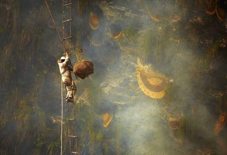 Los cazadores de abejas gigantes y la mágica miel roja del Himalaya 