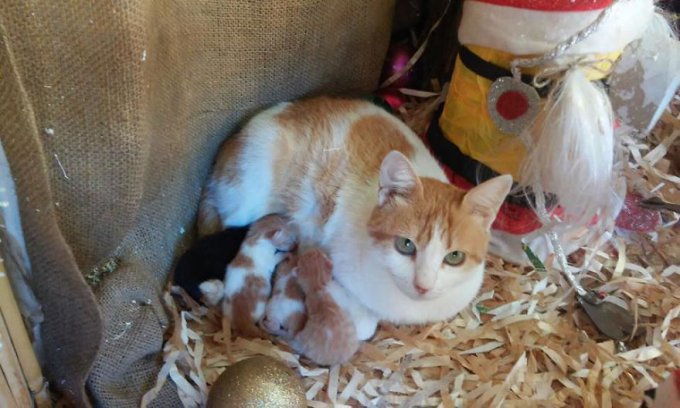 Noah, La Gata Que Tuvo Sus Bebés En Un Belén De Navidad 