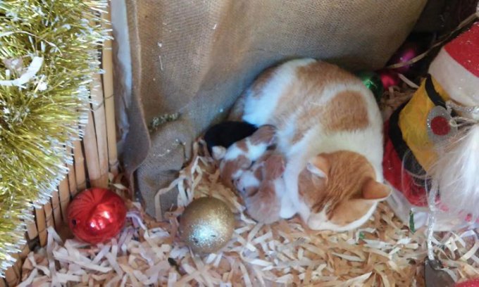 Noah, La Gata Que Tuvo Sus Bebés En Un Belén De Navidad 