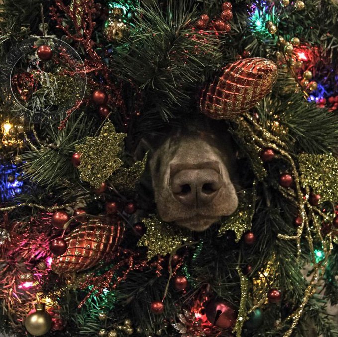 12 Mascotas que odian mucho la Navidad 