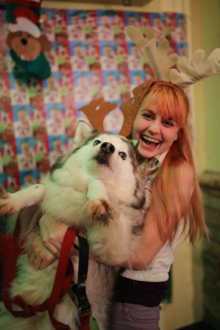 12 Mascotas que odian mucho la Navidad 
