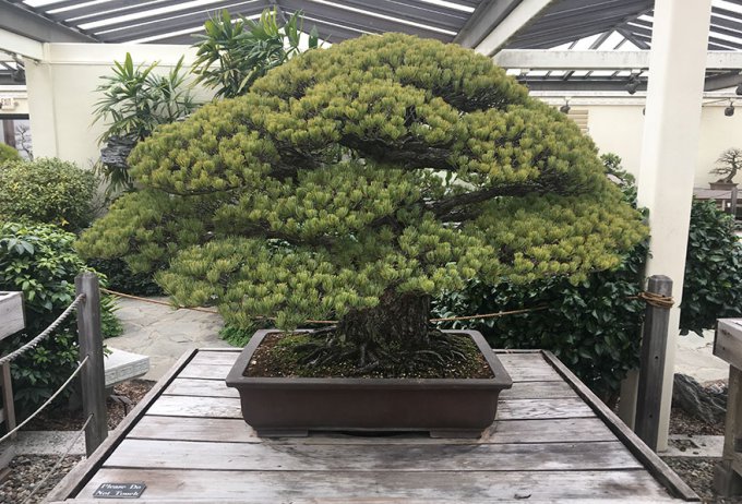 Este bonsái de 391 años fue plantado en 1625, ha sobrevivido a Hiroshima y aún sigue creciendo 
