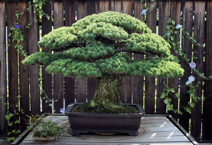 Este bonsái de 391 años fue plantado en 1625, ha sobrevivido a Hiroshima y aún sigue creciendo 