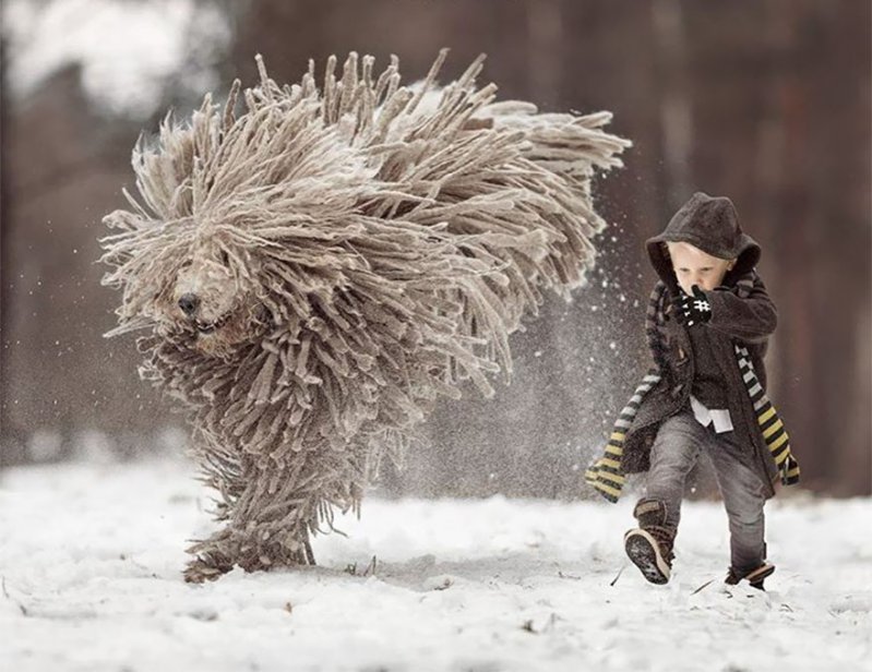 Hermosas imágenes de niños pequeños con sus espectaculares perros  