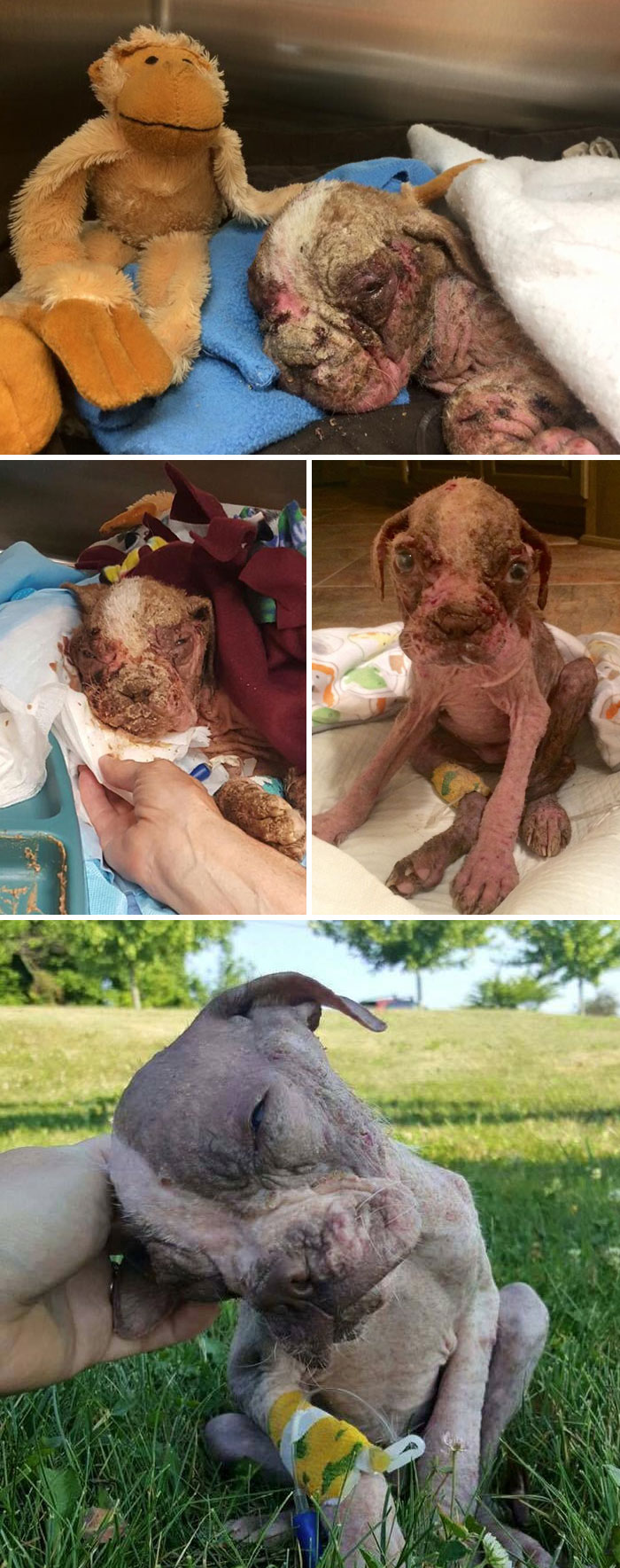 El antes y el después de 15 transformaciones de perros rescatados que muestran lo que puede hacer el amor 