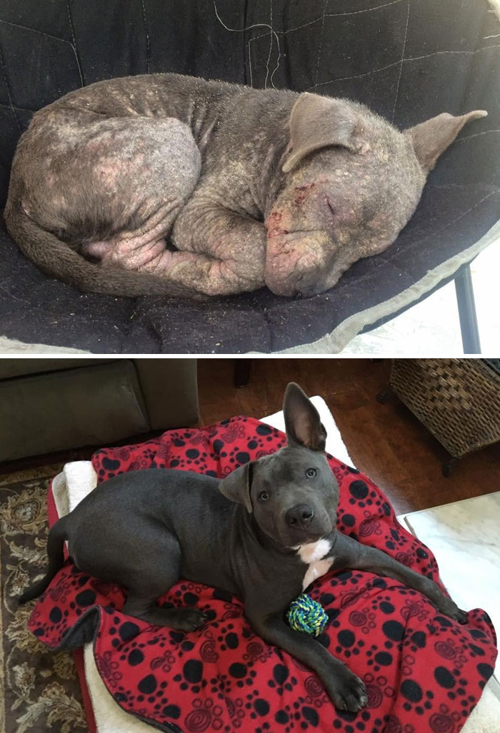 El antes y el después de 15 transformaciones de perros rescatados que muestran lo que puede hacer el amor 