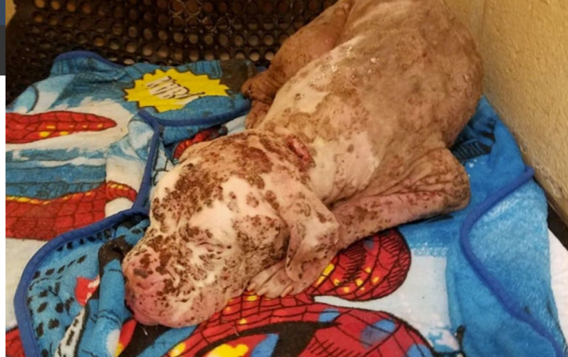 Este perro “desfigurado” tras ser picado por miles de abejas fue abandonado por sus dueños 