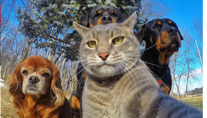 Animales haciéndose selfies que te sacarán una sonrisa 