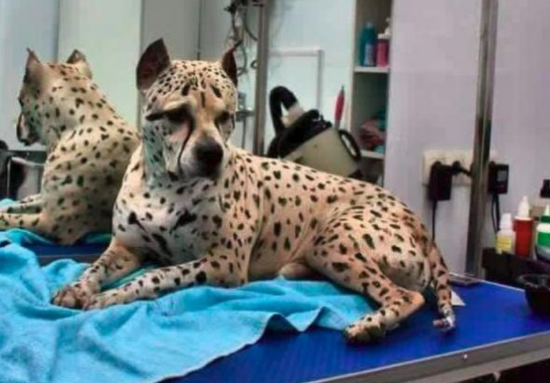 Conoce a Tito, un pitbull con marcas de guepardo único en su especie 