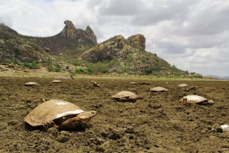 Conoce la verdadera historia del "cementerio de tortugas" que hay en Brasil  