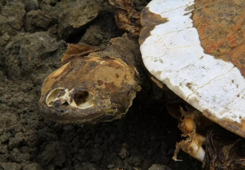Conoce la verdadera historia del "cementerio de tortugas" que hay en Brasil  