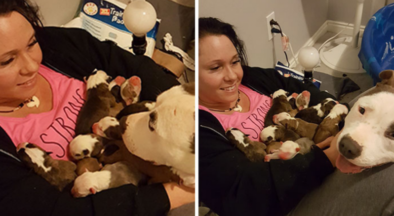 Esta mujer quedó abrumada cuando su pitbull rescatada le puso sus 11 cachorros recién nacidos encima 