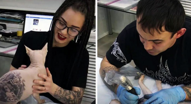 Este tatuador ruso le hizo 4 tatuajes a su gato sin pelo, y la gente está furiosa 