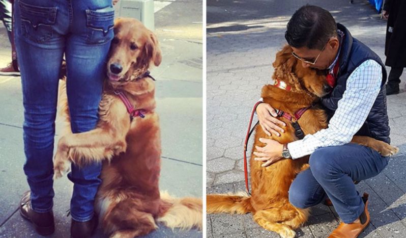 Este perro cobrador está obsesionado con abrazar a todo el mundo 