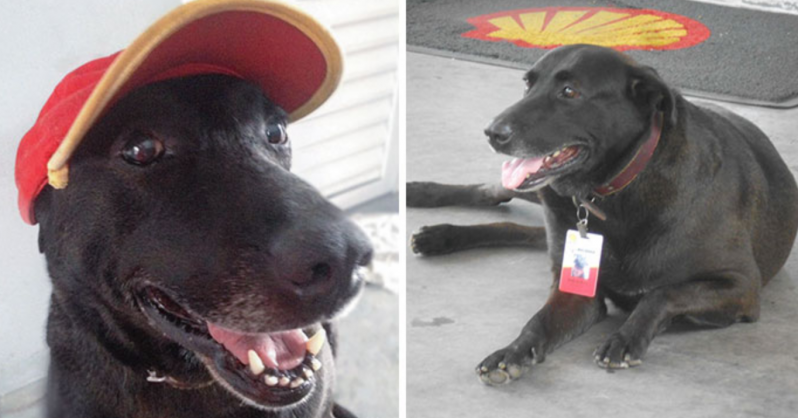 El perro abandonado por sus dueños en una gasolinera recibe un trabajo de tiempo completo 