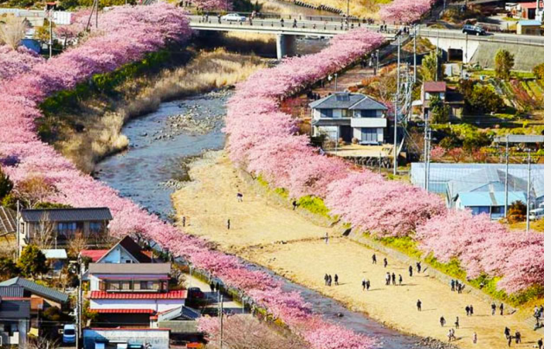 Los cerezos en flor acaban de florecer en este pueblo japonés y las fotos son mágicas 