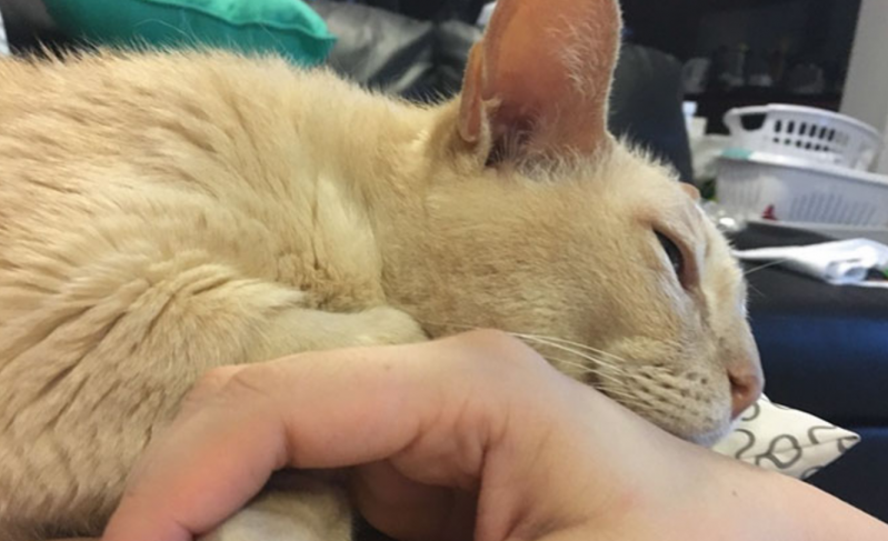 El gato de 13 años que ha sido adoptado de un refugio de animales no puede quedarse dormido a menos que su dueña agarre su pata 