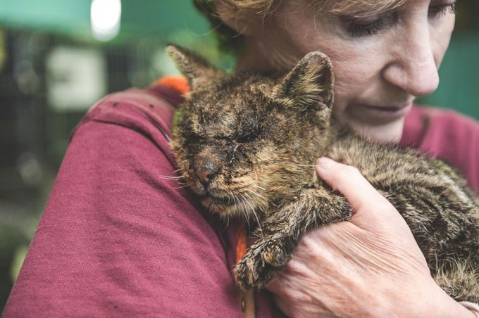 El gato que nadie se atrevió a tocar por fin encontró a una persona que lo abrazó 