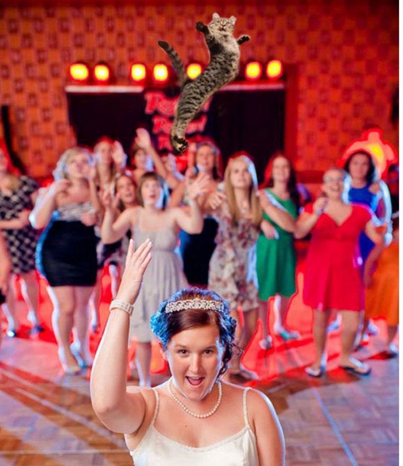 Le dijeron adiós a los ramos de novia: ahora lanzan gatos y el resultado es genial 
