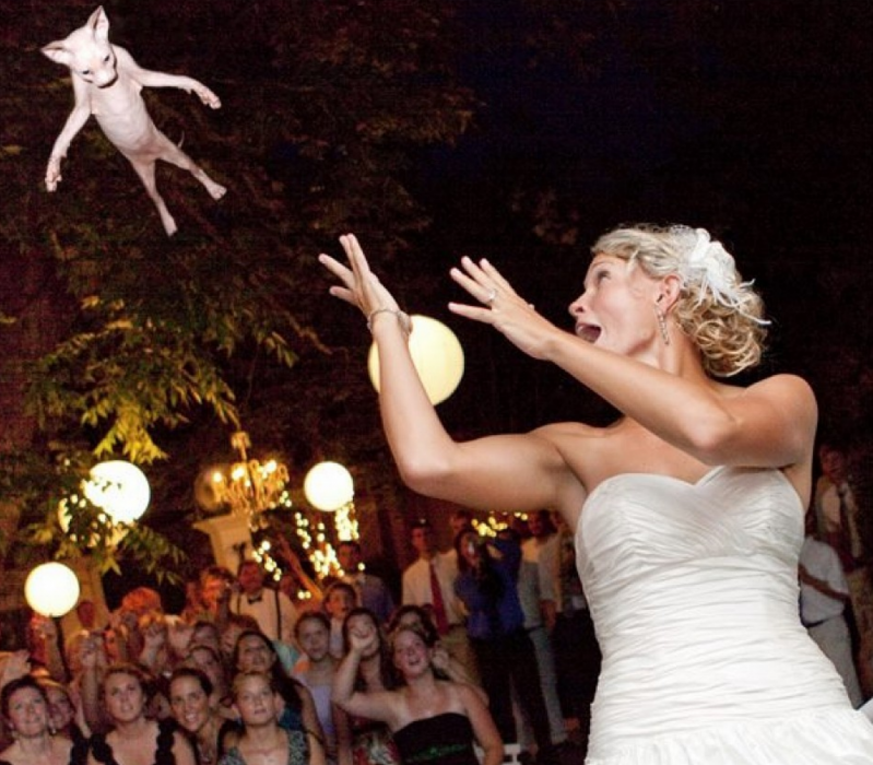 Le dijeron adiós a los ramos de novia: ahora lanzan gatos y el resultado es genial 