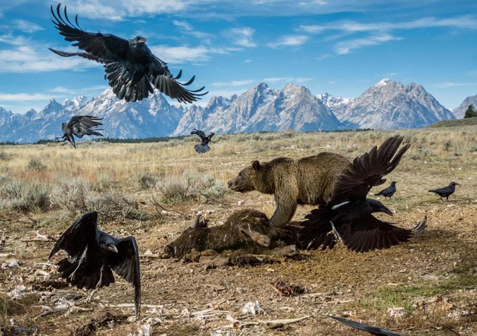 15 De las mejores imágenes del año anunciadas por National Geographic 